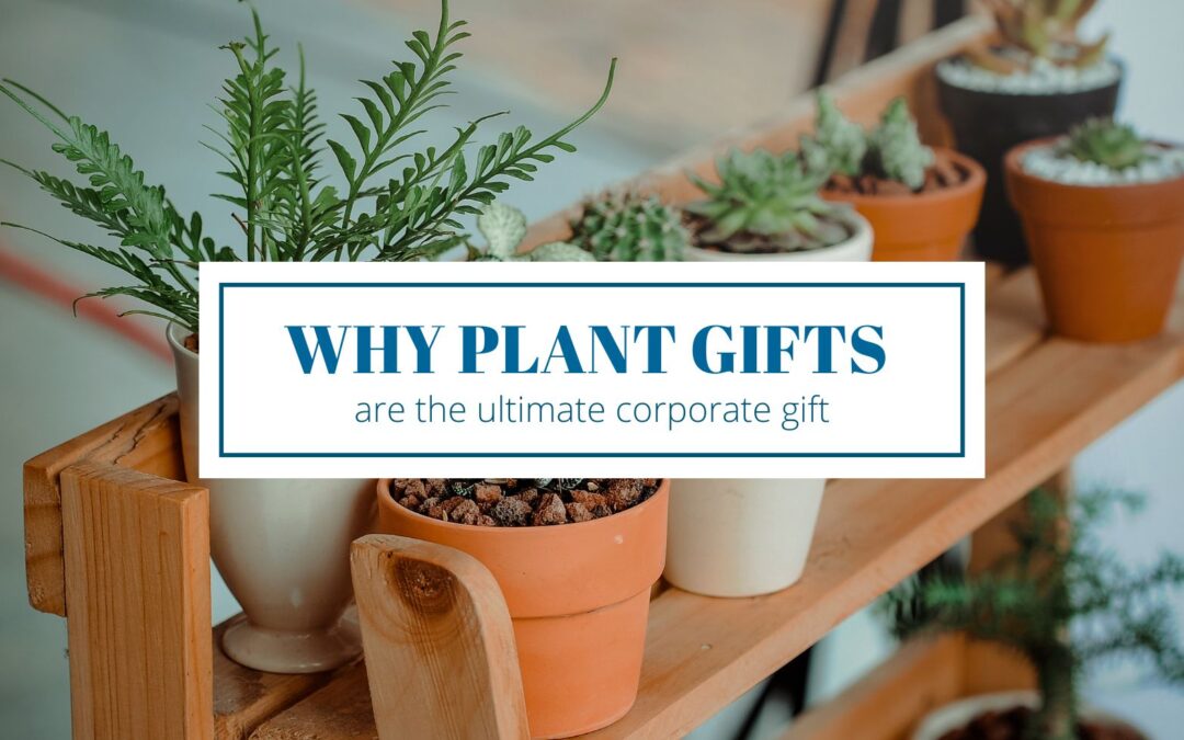Why Plants are the Ultimate Corporate Gift